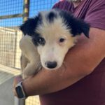 Border Collie Mocoso, 06/2026, Endgröße ca. 53 cm