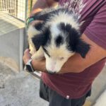 Border Collie Mocoso, 06/2026, Endgröße ca. 53 cm