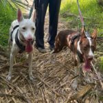 Podenco Moncho, 11/2023, ca. 40 cm