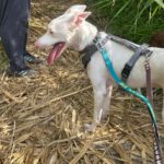 Podenco Moncho, 11/2023, ca. 40 cm