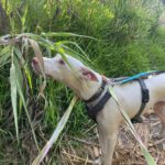 Podenco Moncho, 11/2023, ca. 40 cm