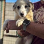 Border Collie Mudito, 06/2026, Endgröße ca. 53 cm
