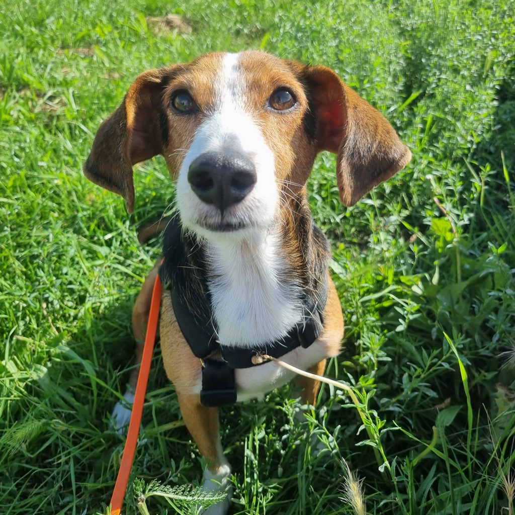 Nachruf Holly - Regenbogenbrücke SALVA Hundehilfe e.V.