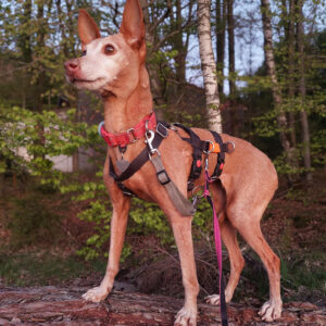 Nachruf Titi - Regenbogenbrücke SALVA Hundehilfe
