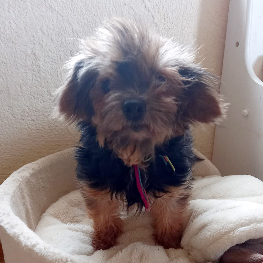 Yorkshire Terrier Buck - Nachruf SALVA Hundehilfe