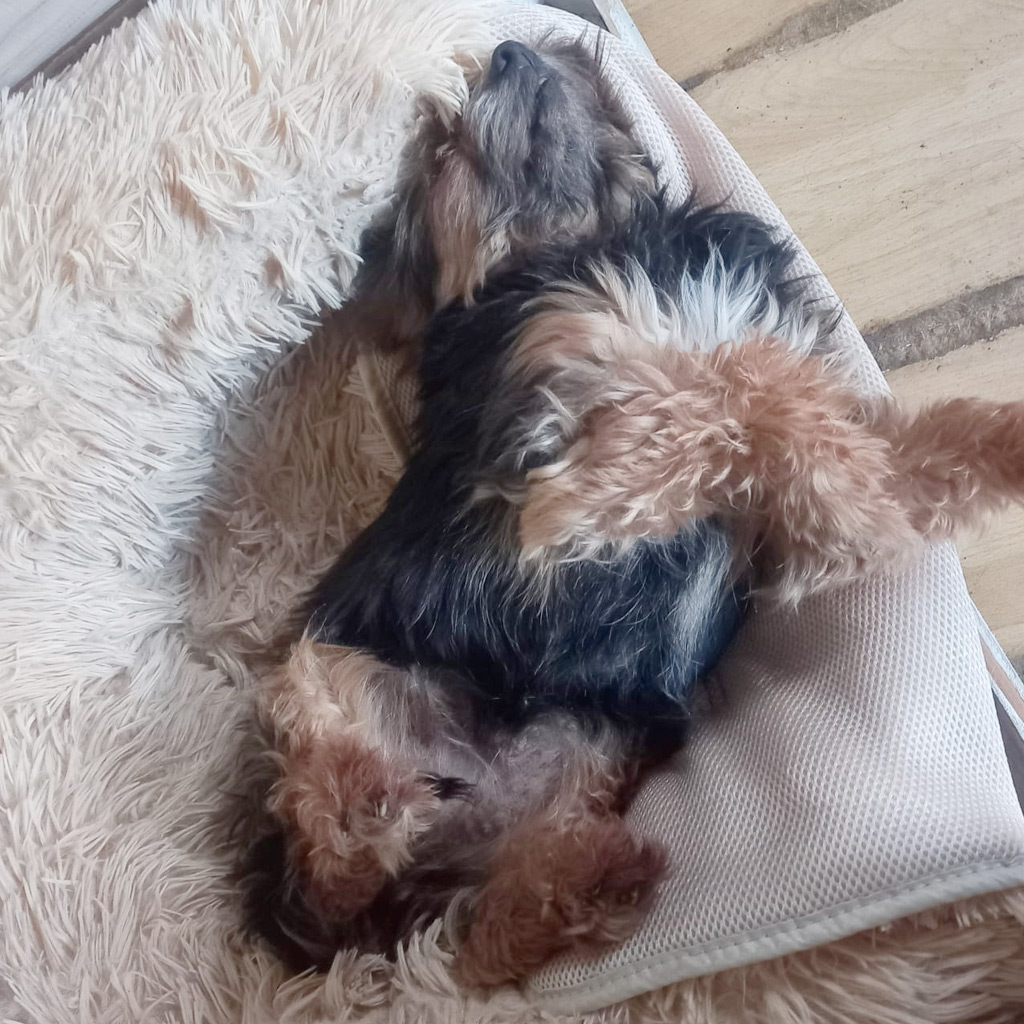 Yorkshire Terrier Buck - Nachruf SALVA Hundehilfe