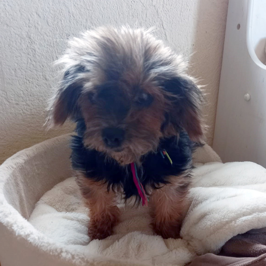Yorkshire Terrier Buck - Nachruf SALVA Hundehilfe