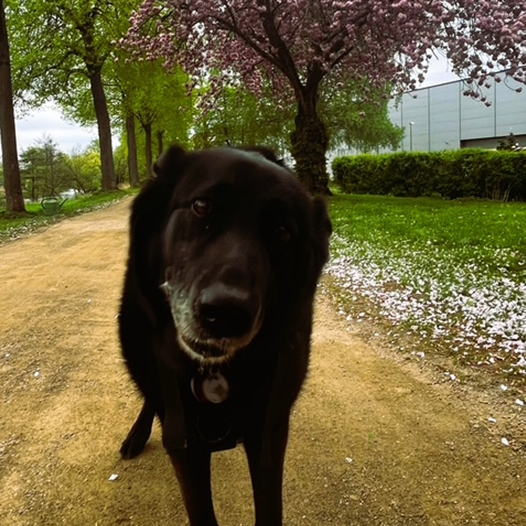 Nachruf Yuma - SALVA Hundehilfe e.V.