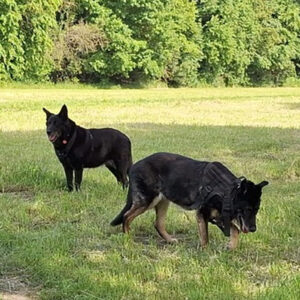 Nachruf Yuma und Jade - Tochter & Mutter - SALVA Hundehilfe e.V.