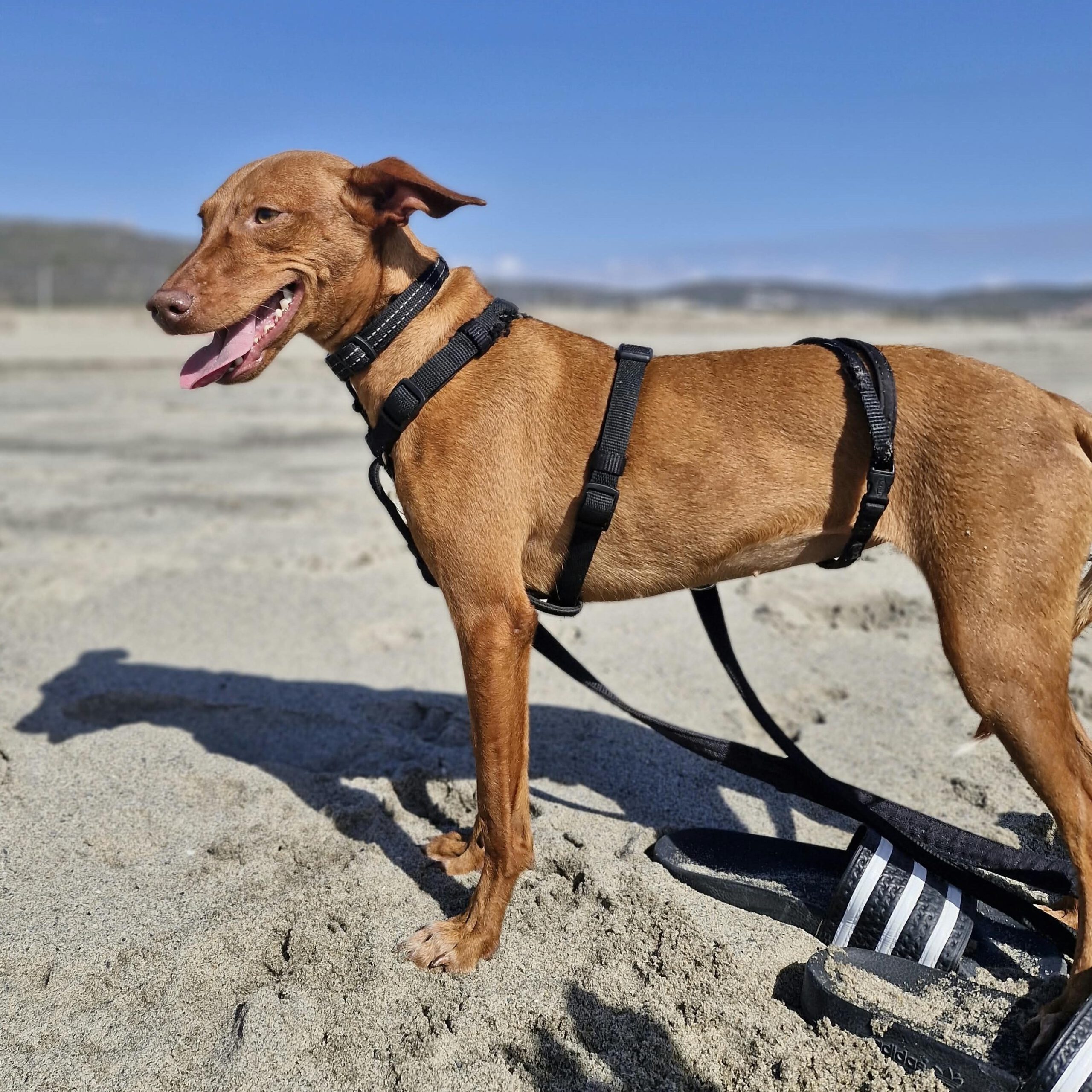 Podenco Nancy, 06/2024, ca. 45 cm