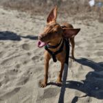 Podenco Nancy, 06/2024, ca. 45 cm