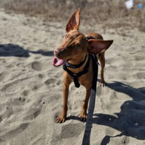 Podenco Nancy, 06/2024, ca. 45 cm