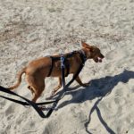 Podenco Nancy, 06/2024, ca. 45 cm
