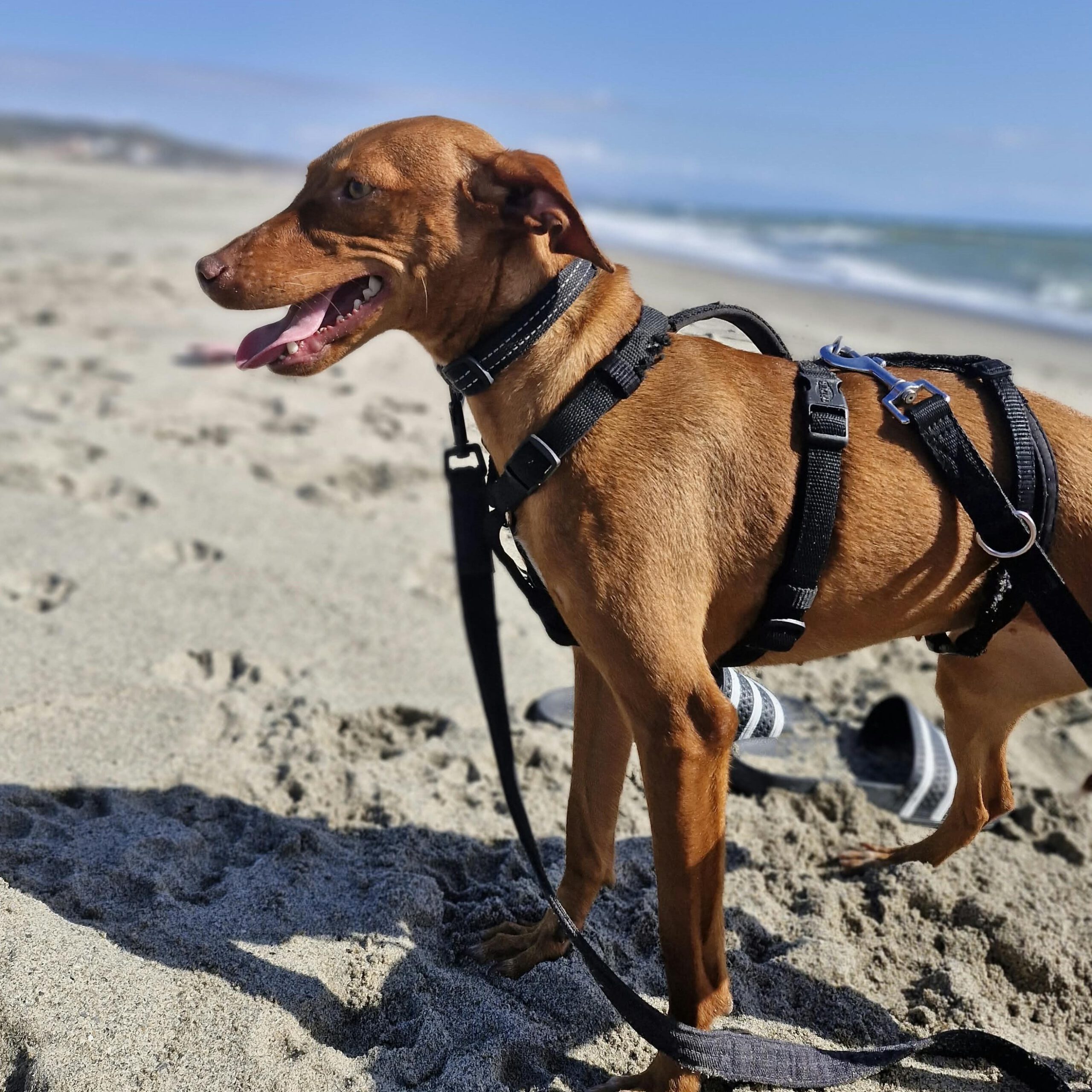 Podenco Nancy, 06/2024, ca. 45 cm
