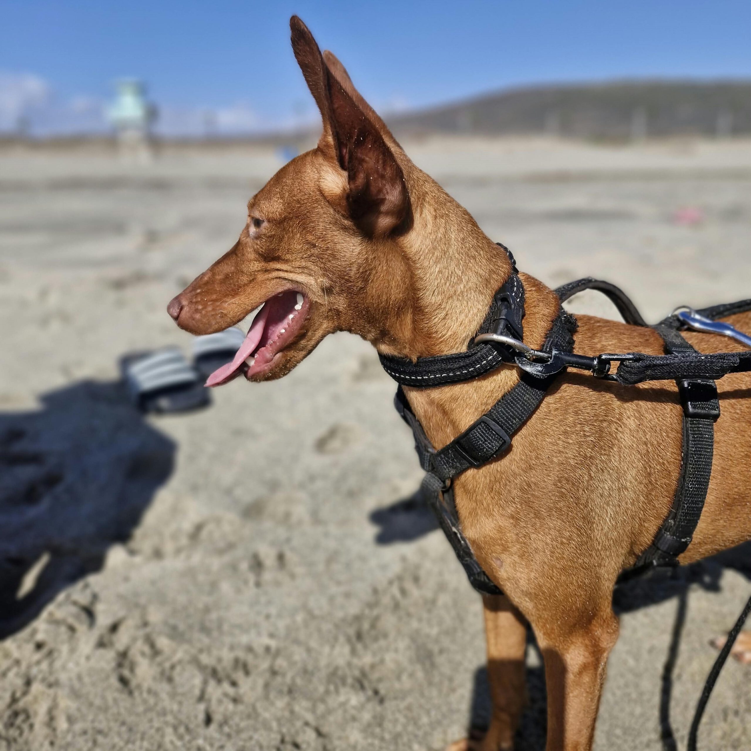 Podenco Nancy, 06/2024, ca. 45 cm