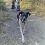 Pointer Negro, 07/2024, ca. 45 cm