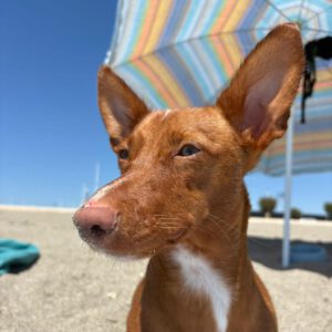 Podenco Maneto Nemo, 10/2025, ca. 35 cm