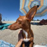 Podenco Maneto Nemo, 10/2025, ca. 35 cm