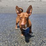 Podenco Maneto Nemo, 10/2025, ca. 35 cm