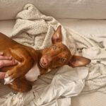 Podenco Maneto Nemo, 10/2025, ca. 35 cm