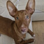 Podenco Maneto Nemo, 10/2025, ca. 35 cm