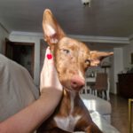 Podenco Maneto Nemo, 10/2025, ca. 35 cm