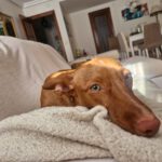 Podenco Maneto Nemo, 10/2025, ca. 35 cm