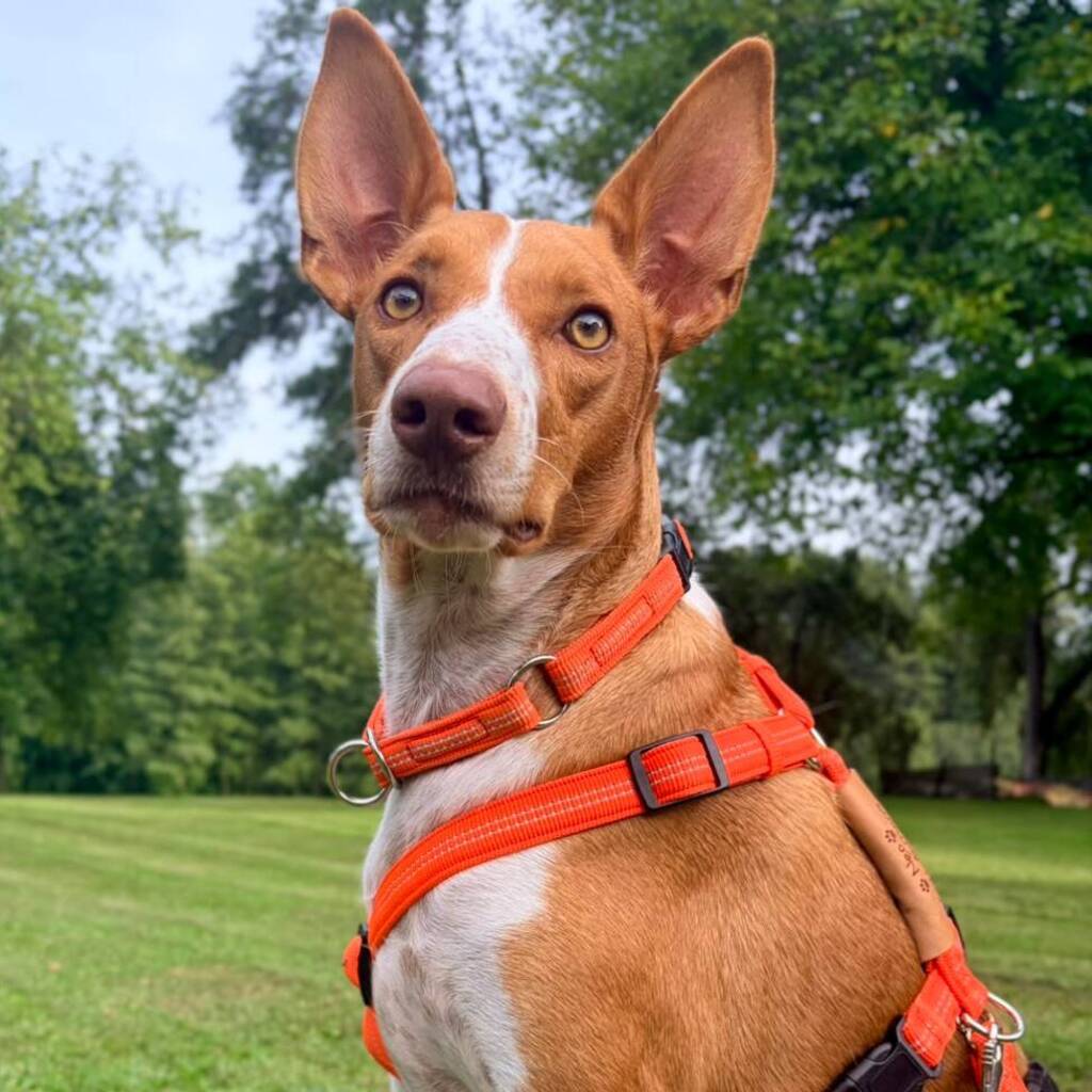 Podenco Neo, 02/2023, ca. 55 cm, 94127 Neuburg am Inn