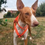 Podenco Neo, 02/2023, ca. 55 cm, 94127 Neuburg am Inn