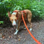 Podenco Neo, 02/2023, ca. 55 cm, 94127 Neuburg am Inn
