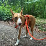Podenco Neo, 02/2023, ca. 55 cm, 94127 Neuburg am Inn