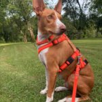 Podenco Neo, 02/2023, ca. 55 cm, 94127 Neuburg am Inn