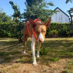 Podenco Neo, 02/2023, ca. 55 cm, 94127 Neuburg am Inn