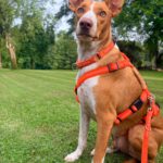 Podenco Neo, 02/2023, ca. 55 cm, 94127 Neuburg am Inn