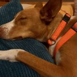 Podenco Neo, 02/2023, ca. 55 cm, 94127 Neuburg am Inn