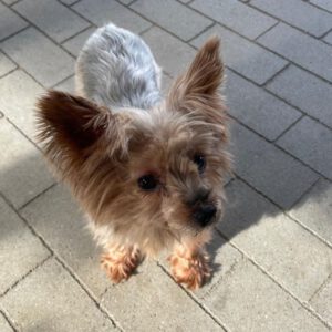 Yorkshire Terrier Nilla de Testadura, 08/20185,ca. 23 cm,35096 Weimar-Wenkbach