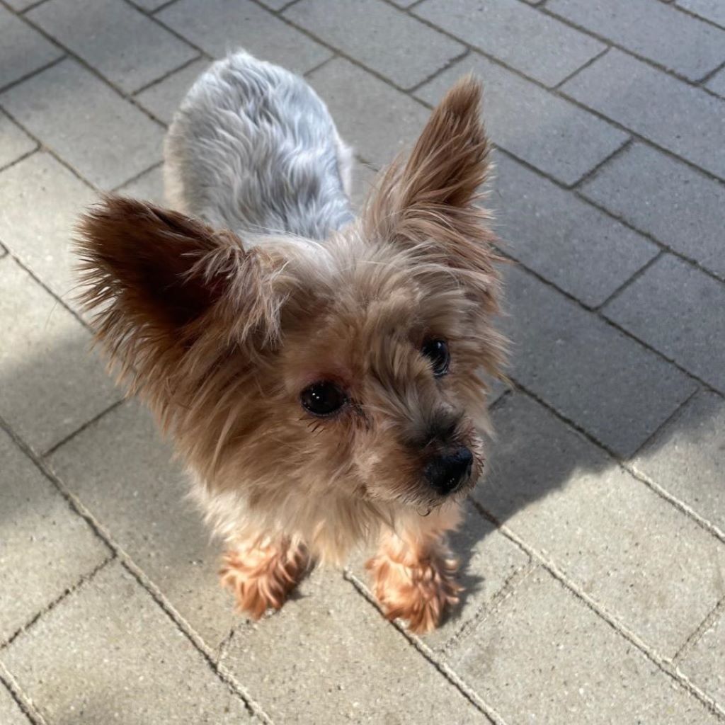 Yorkshire Terrier Nilla de Testadura, 08/20185,ca. 23 cm,35096 Weimar-Wenkbach