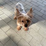 Yorkshire Terrier Nilla de Testadura, 08/20185,ca. 23 cm,35096 Weimar-Wenkbach