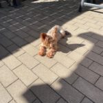Yorkshire Terrier Nilla de Testadura, 08/20185,ca. 23 cm,35096 Weimar-Wenkbach