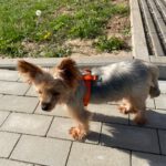 Yorkshire Terrier Nilla de Testadura, 08/20185,ca. 23 cm,35096 Weimar-Wenkbach