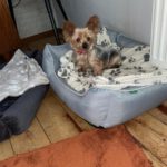 Yorkshire Terrier Nilla de Testadura, 08/20185,ca. 23 cm,35096 Weimar-Wenkbach