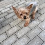 Yorkshire Terrier Nilla de Testadura, 08/20185,ca. 23 cm,35096 Weimar-Wenkbach