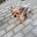 Yorkshire Terrier Nilla de Testadura, 08/20185,ca. 23 cm,35096 Weimar-Wenkbach