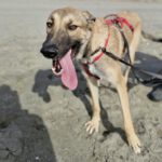 Schäferhund Mischling Nymeria, 03/2024, ca. 50- 60 cm