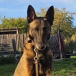 Malinois Mischling Olivia, 10/2017, ca. 65 cm, 88677 Markdorf