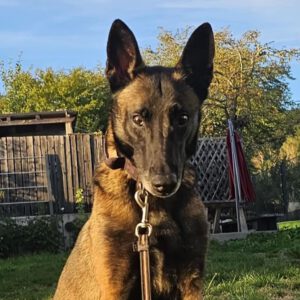 Malinois Mischling Olivia, 10/2017, ca. 65 cm, 88677 Markdorf
