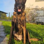 Malinois Mischling Olivia, 10/2017, ca. 65 cm, 88677 Markdorf