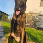 Malinois Mischling Olivia, 10/2017, ca. 65 cm, 88677 Markdorf