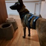 Malinois Mischling Olivia, 10/2017, ca. 65 cm, 88677 Markdorf