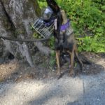 Malinois Mischling Olivia, 10/2017, ca. 65 cm, 88677 Markdorf